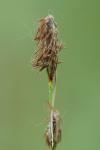 Carex hirta