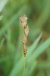 Carex leporina
