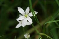 Ornithogalum divergens