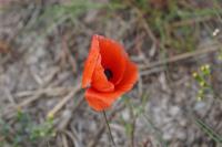 Papaver rhoeas