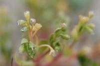 Montia fontana subsp. minor