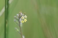 Myosotis discolor