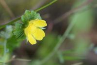 Potentilla indica