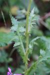 Sonchus asper