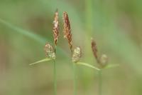 Carex tomentosa