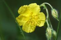 Helianthemum nummularium