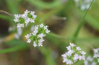 Valerianella dentata