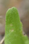 Valerianella dentata