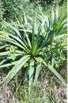 Yucca gloriosa