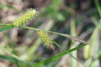 Carex vesicaria