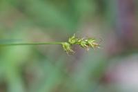 Carex spicata