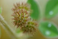 Medicago minima