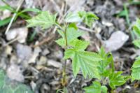 Torminalis glaberrima