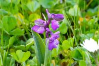 Anacamptis morio