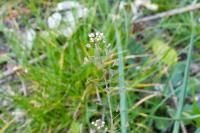 Capsella bursa-pastoris