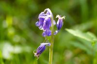 Hyacinthoides non-scripta