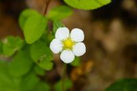 Fragaria vesca