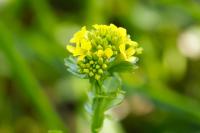 Barbarea vulgaris