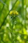 Barbarea vulgaris