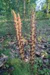 Orobanche rapum-genistae