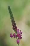 Onobrychis viciifolia