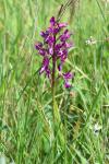Anacamptis laxiflora