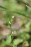 Sabulina tenuifolia