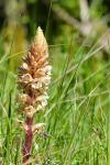 Orobanche amethystea