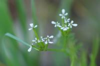 Scandix pecten-veneris