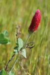 Trifolium incarnatum