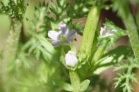 Legousia hybrida