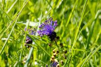 Muscari comosum