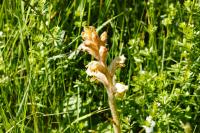 Orobanche caryophyllacea