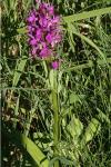 Dactylorhiza majalis