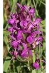 Dactylorhiza majalis