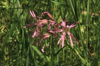 Lychnis flos-cuculi