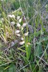 Cephalanthera longifolia