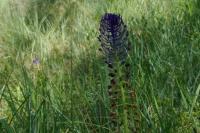 Muscari comosum