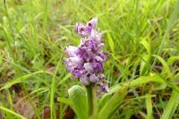 Orchis simia