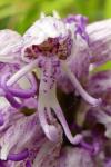 Orchis simia