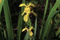 Iris pseudacorus