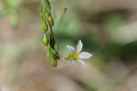 Linum catharticum