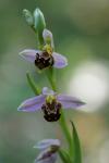 Ophrys apifera