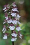 Orchis purpurea