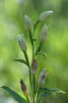 Cephalanthera damasonium