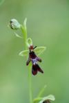 Ophrys insectifera