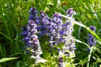 Ajuga reptans