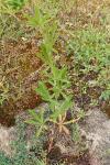 Potentilla recta