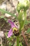 Ophrys apifera