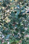 Quercus ilex
